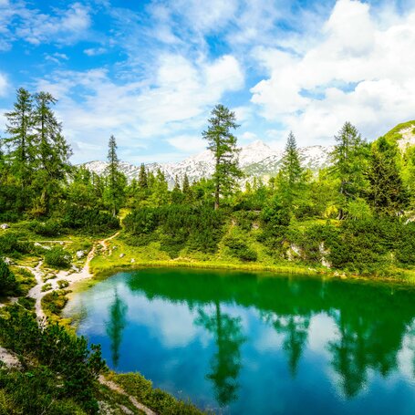 landschaft-baeume-teich