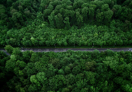 gruener-wald-von-oben